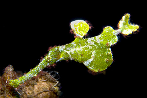 Solenostomus halimeda